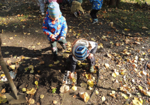 Umieszczanie cebulek w ziemi.