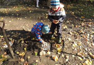 Bardzo dużo tych cebulek.