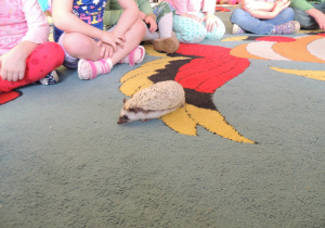 Jeż tupta po dywanie.