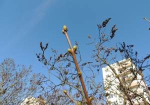 Z tych pączków będą niedługo liście.