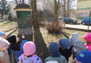 Zobaczcie, wierzba kwitnie.